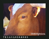wsteer25t (23K)