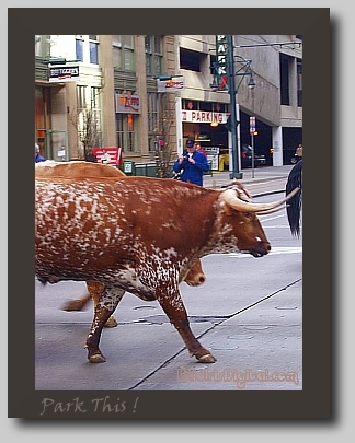wsteers06 (104K)