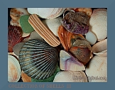 wshells4-2.8.05t (37K)